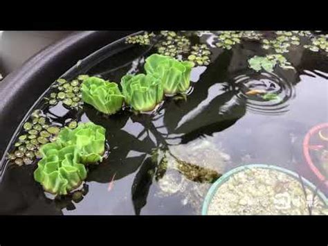 玫瑰水芙蓉風水|【玫瑰水芙蓉風水】「驚人！玫瑰水芙蓉風水竟有如此神奇作用！。